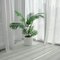 Areca Palm
